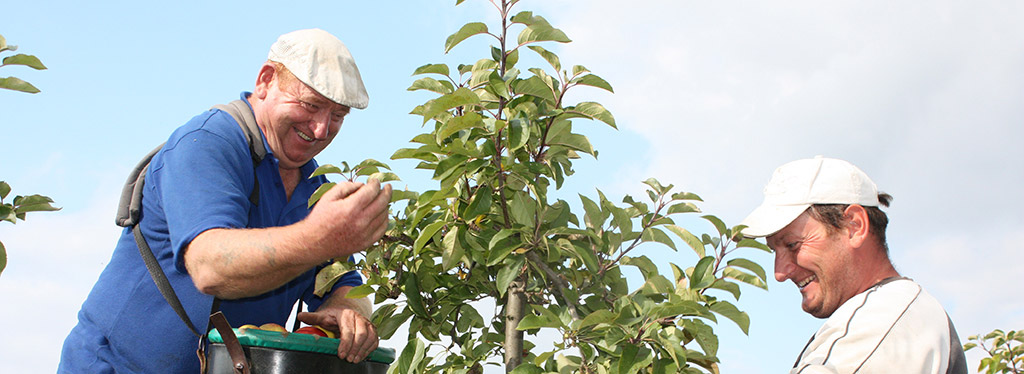 Apprenticeship for Assistant Orchardist